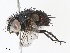  ( - CBG-A06272-A12)  @11 [ ] CreativeCommons - Attribution Share - Alike (2023) CBG Photography Group Centre for Biodiversity Genomics