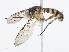  ( - CBG-A06272-E04)  @11 [ ] CreativeCommons - Attribution Share - Alike (2023) CBG Photography Group Centre for Biodiversity Genomics