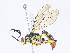  ( - CBG-A06272-F09)  @11 [ ] CreativeCommons - Attribution Share - Alike (2023) CBG Photography Group Centre for Biodiversity Genomics