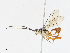  (ichneuMalaise01 Malaise0230 - CBG-A06274-D02)  @11 [ ] CreativeCommons - Attribution Share - Alike (2023) CBG Photography Group Centre for Biodiversity Genomics