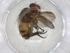  (Ceromya Janzen9149 - CBG-A08468-D07)  @11 [ ] CreativeCommons - Attribution Share - Alike (2023) Centre for Biodiversity Genomics Centre for Biodiversity Genomics