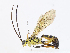  (ichneuMalaise01 Malaise4479 - CBG-A08722-A04)  @11 [ ] CreativeCommons - Attribution Share - Alike (2023) CBG Photography Group Centre for Biodiversity Genomics