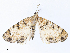  ( - CBG-A08734-A12)  @11 [ ] CreativeCommons - Attribution Share - Alike (2023) CBG Photography Group Centre for Biodiversity Genomics