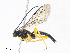  (Dusona INB-20 - CBG-A08734-D10)  @11 [ ] CreativeCommons - Attribution Share - Alike (2023) CBG Photography Group Centre for Biodiversity Genomics