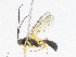  (Hyposoter Malaise1742 - CBG-A08734-F01)  @11 [ ] CreativeCommons - Attribution Share - Alike (2023) CBG Photography Group Centre for Biodiversity Genomics