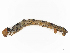  ( - CBG-A08735-H08)  @11 [ ] CreativeCommons - Attribution Share - Alike (2023) CBG Photography Group Centre for Biodiversity Genomics