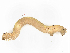  ( - CBG-A08736-H03)  @11 [ ] CreativeCommons - Attribution Share - Alike (2023) CBG Photography Group Centre for Biodiversity Genomics