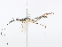  (cryptJanzen01 Malaise7983 - CBG-A08737-F12)  @11 [ ] CreativeCommons - Attribution Share - Alike (2023) CBG Photography Group Centre for Biodiversity Genomics