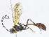  (Dusona INB-D01 - CBG-A08738-E04)  @11 [ ] CreativeCommons - Attribution Share - Alike (2023) CBG Photography Group Centre for Biodiversity Genomics