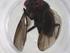  (Lixophaga Malaise4313 - CBG-A09621-A08)  @11 [ ] CreativeCommons - Attribution Share - Alike (2023) Centre for Biodiversity Genomics Centre for Biodiversity Genomics