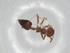  (Crematogaster snellingi - BIOUG83903-F11)  @11 [ ] CreativeCommons - Attribution (2022) Centre for Biodiversity Genomics Centre for Biodiversity Genomics