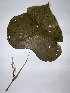  ( - CRIASA_PH039)  @11 [ ] Copyright  Instituto de Investigacion Alexander von Humboldt (IAvH) Instituto de Investigacion Alexander von Humboldt (IAvH)