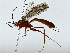  ( - BIOUG85485-G07)  @13 [ ] CreativeCommons - Attribution (2022) CBG Photography Group Centre for Biodiversity Genomics