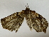  ( - BIOUG85485-H02)  @11 [ ] CreativeCommons - Attribution (2022) CBG Photography Group Centre for Biodiversity Genomics
