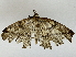 ( - BIOUG85485-H03)  @11 [ ] CreativeCommons - Attribution (2022) CBG Photography Group Centre for Biodiversity Genomics