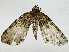  ( - BIOUG85485-H05)  @11 [ ] CreativeCommons - Attribution (2022) CBG Photography Group Centre for Biodiversity Genomics