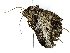  (Zale Malaise5632 - BIOUG89946-G04)  @11 [ ] CreativeCommons - Attribution (2022) CBG Photography Group Centre for Biodiversity Genomics