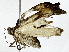  ( - BIOUG89946-H05)  @11 [ ] CreativeCommons - Attribution (2022) CBG Photography Group Centre for Biodiversity Genomics