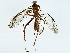  (Netelia Janzen4190 - BIOUG89947-B05)  @11 [ ] CreativeCommons - Attribution (2022) CBG Photography Group Centre for Biodiversity Genomics