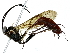  (ichJanzen01 Janzen4507 - BIOUG89947-D10)  @11 [ ] CreativeCommons - Attribution (2022) CBG Photography Group Centre for Biodiversity Genomics