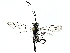  ( - BIOUG89947-D11)  @11 [ ] CreativeCommons - Attribution (2022) CBG Photography Group Centre for Biodiversity Genomics