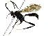  ( - BIOUG89948-A05)  @11 [ ] CreativeCommons - Attribution (2022) CBG Photography Group Centre for Biodiversity Genomics
