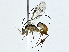  ( - BIOUG89948-B03)  @11 [ ] CreativeCommons - Attribution (2022) CBG Photography Group Centre for Biodiversity Genomics