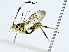  (ctenoMalaise01 Malaise2647 - BIOUG89948-B04)  @11 [ ] CreativeCommons - Attribution (2022) CBG Photography Group Centre for Biodiversity Genomics