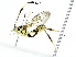  ( - BIOUG89948-B04)  @11 [ ] CreativeCommons - Attribution (2022) CBG Photography Group Centre for Biodiversity Genomics