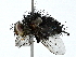  ( - BIOUG89948-F10)  @11 [ ] CreativeCommons - Attribution (2022) CBG Photography Group Centre for Biodiversity Genomics