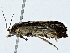  ( - BIOUG89948-G08)  @11 [ ] CreativeCommons - Attribution (2022) CBG Photography Group Centre for Biodiversity Genomics