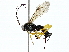  ( - BIOUG89950-B06)  @11 [ ] CreativeCommons - Attribution (2022) CBG Photography Group Centre for Biodiversity Genomics