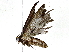  ( - BIOUG89950-H07)  @11 [ ] CreativeCommons - Attribution (2022) CBG Photography Group Centre for Biodiversity Genomics