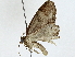  ( - BIOUG89951-D04)  @11 [ ] CreativeCommons - Attribution (2022) CBG Photography Group Centre for Biodiversity Genomics