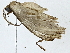  ( - BIOUG89951-D09)  @11 [ ] CreativeCommons - Attribution (2022) CBG Photography Group Centre for Biodiversity Genomics
