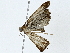  ( - BIOUG89951-D10)  @11 [ ] CreativeCommons - Attribution (2022) CBG Photography Group Centre for Biodiversity Genomics