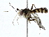  ( - BIOUG89952-B07)  @11 [ ] CreativeCommons - Attribution (2022) CBG Photography Group Centre for Biodiversity Genomics
