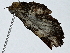  ( - BIOUG89952-G11)  @11 [ ] CreativeCommons - Attribution (2022) CBG Photography Group Centre for Biodiversity Genomics