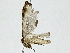  ( - BIOUG89952-H06)  @11 [ ] CreativeCommons - Attribution (2022) CBG Photography Group Centre for Biodiversity Genomics