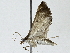  ( - BIOUG89952-H10)  @11 [ ] CreativeCommons - Attribution (2022) CBG Photography Group Centre for Biodiversity Genomics