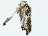  ( - BIOUG89953-A07)  @11 [ ] CreativeCommons - Attribution (2022) CBG Photography Group Centre for Biodiversity Genomics