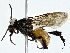  ( - BIOUG89953-D05)  @11 [ ] CreativeCommons - Attribution (2022) CBG Photography Group Centre for Biodiversity Genomics