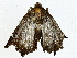  ( - BIOUG89954-B03)  @11 [ ] CreativeCommons - Attribution (2022) CBG Photography Group Centre for Biodiversity Genomics