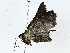  ( - BIOUG89954-B10)  @11 [ ] CreativeCommons - Attribution (2022) CBG Photography Group Centre for Biodiversity Genomics