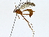  (Netelia Malaise0196 - BIOUG89955-C06)  @11 [ ] CreativeCommons - Attribution (2022) CBG Photography Group Centre for Biodiversity Genomics