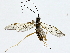  (Netelia Malaise0720 - BIOUG89955-F05)  @11 [ ] CreativeCommons - Attribution (2022) CBG Photography Group Centre for Biodiversity Genomics