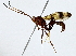  ( - BIOUG89955-G07)  @11 [ ] CreativeCommons - Attribution (2022) CBG Photography Group Centre for Biodiversity Genomics