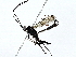  ( - BIOUG91361-G11)  @11 [ ] CreativeCommons - Attribution (2022) CBG Photography Group Centre for Biodiversity Genomics