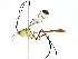  (Occia jereza - BIOUG91361-H06)  @11 [ ] CreativeCommons - Attribution (2022) CBG Photography Group Centre for Biodiversity Genomics