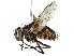  ( - BIOUG91362-E05)  @11 [ ] CreativeCommons - Attribution (2022) CBG Photography Group Centre for Biodiversity Genomics